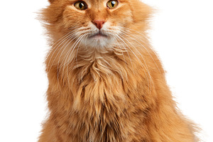 Adult red fluffy cat sitting on isolated background, an Animal Photo by ndanko