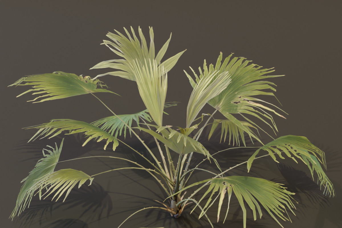A Fan Palm Bush, a Plants & Tree 3D Model by FuturePastCreatives (Photo 7 of 7)