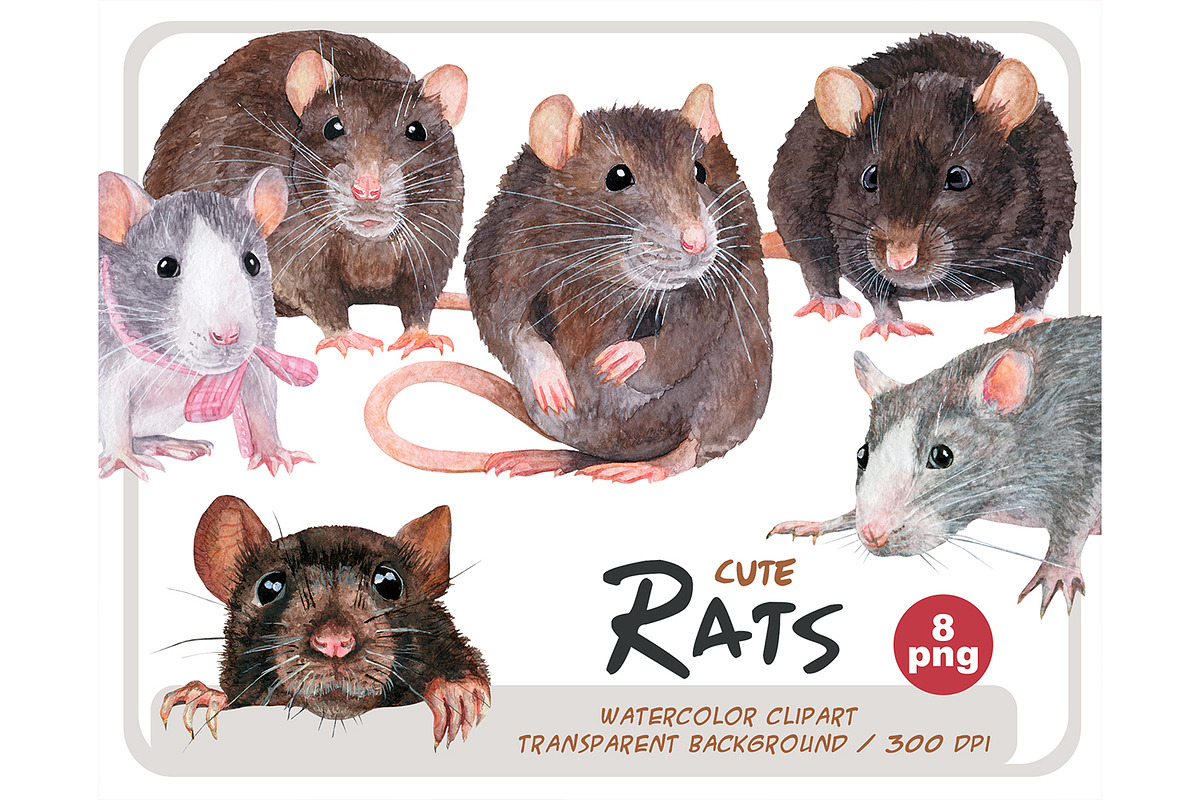Watercolor realistic rats clipart, an Animal Illustration by ArtfulStudio (Photo 1 of 9)