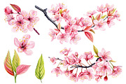 Watercolor Cherry blossom Sakura, an Object Illustration by Hanna Hryharenka (Thumbnail 2 of 8)