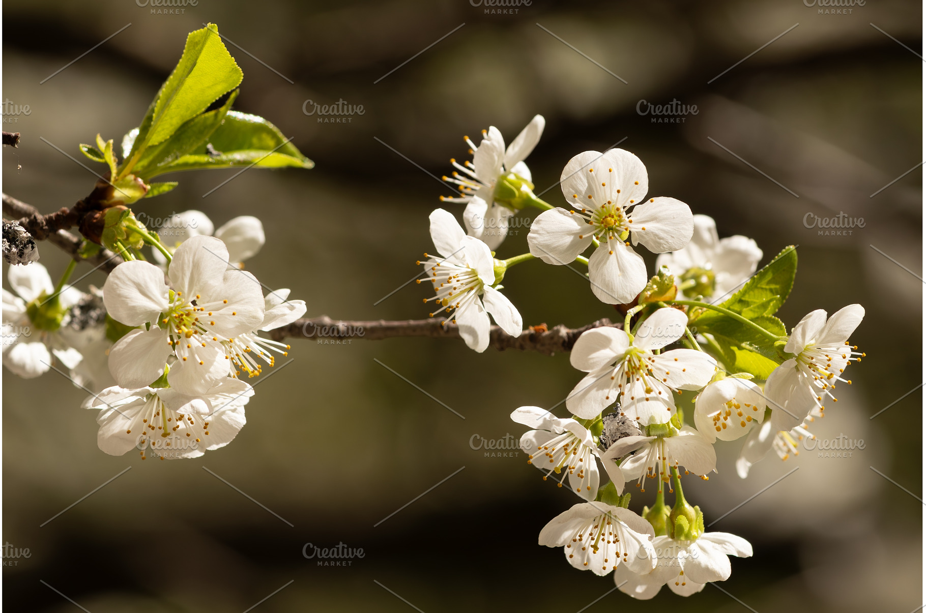 Blooming White Cherry Tree Branches, a Nature Photo by BeOGraphic