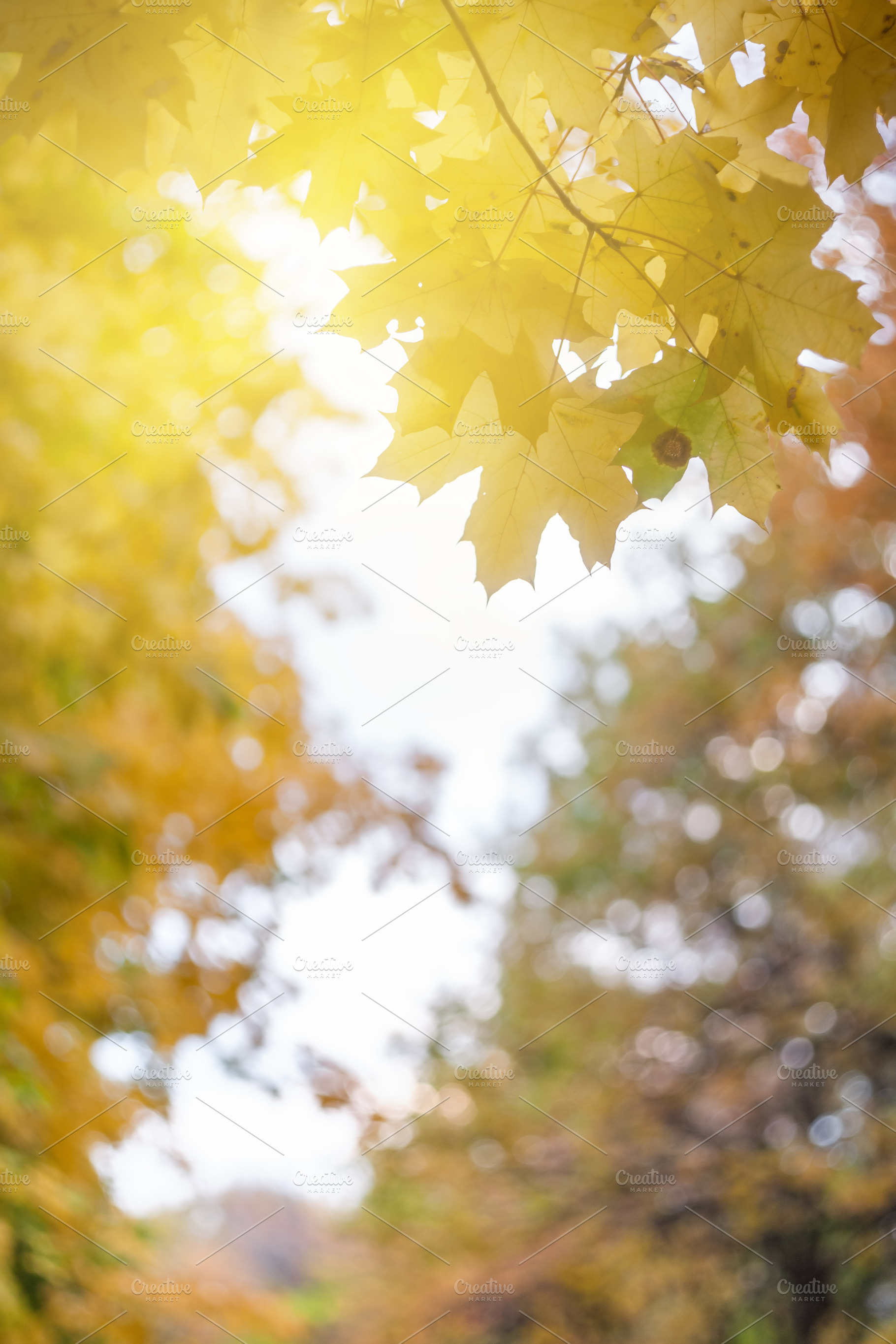 Soft autumn background with leaves featuring amazing, abstract, and art, a Nature Photo by firewings
