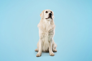 Portrait of golden retriever dog sitting on the floor isolated over blue studio, a Photo by Prostock-Studio