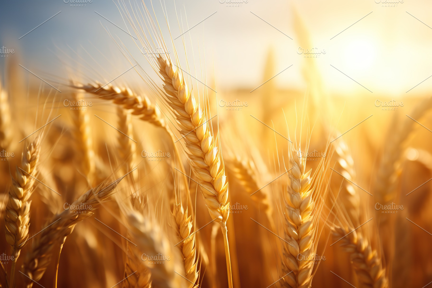 Closeup of wheat field, a Nature Photo by AlyaAnd