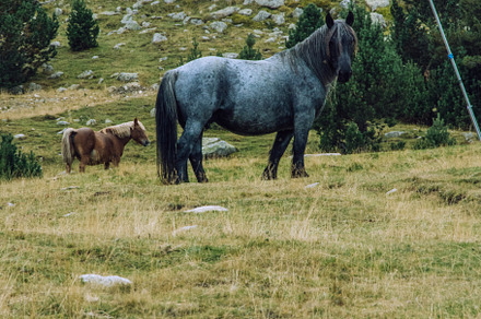 Horses