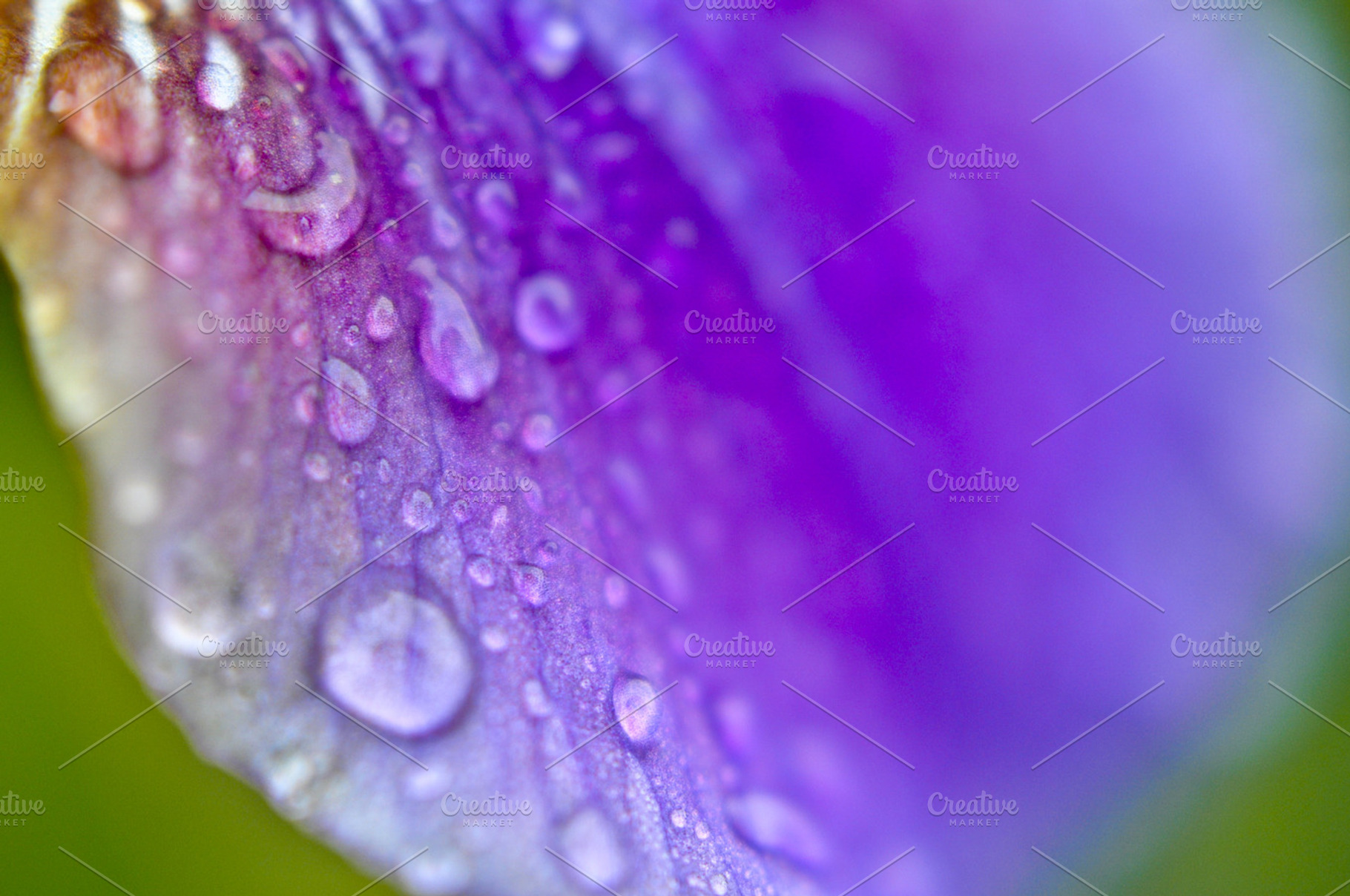 Indigo Iris Petal