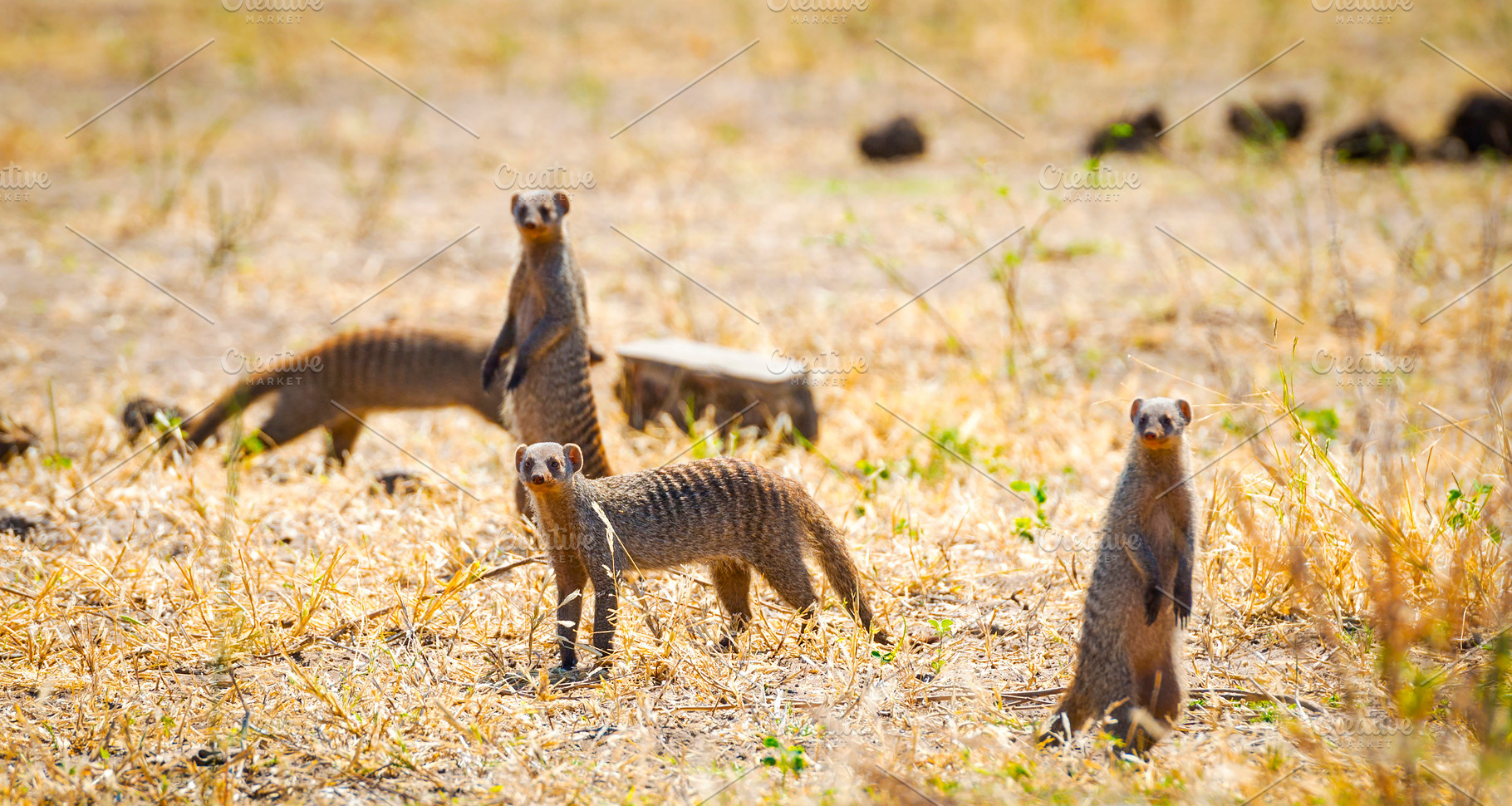 Meerkats, an Animal Photo by THP Creative