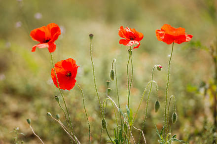 Flower red poppy flowering