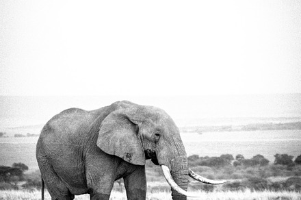 Lone Elephant