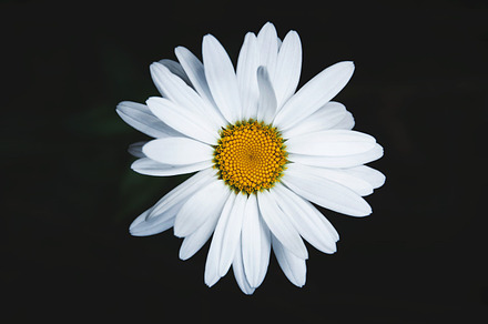 Daisy stock photo containing daisy flower and wild flower