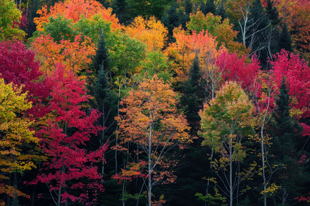 A forest filled with colorful trees, a Photo by Iftikhar Alam