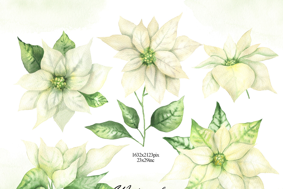 Watercolor white Poinsettia clipart, an Illustration by OlDm_Shop (Photo 2 of 11)