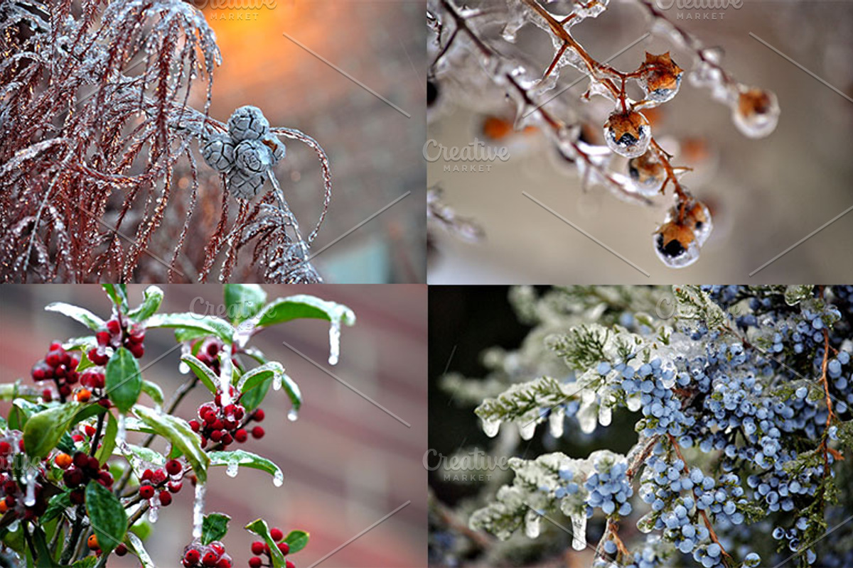WINTERS FROST PHOTO BUNDLE, a Nature Photo by KABSPHOTOGRAPHY (Photo 2 of 8)