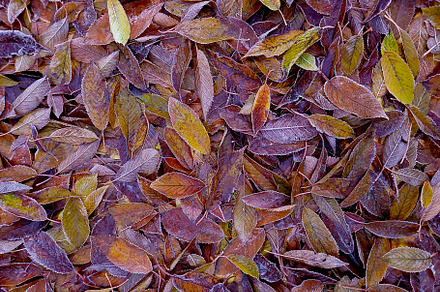 Coloful Fall Leaf Background