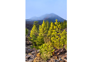 Volcanic landscape with pine trees, a Nature Photo by Leonid Andronov