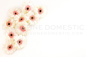 Styled Photo - Daisy Flowers