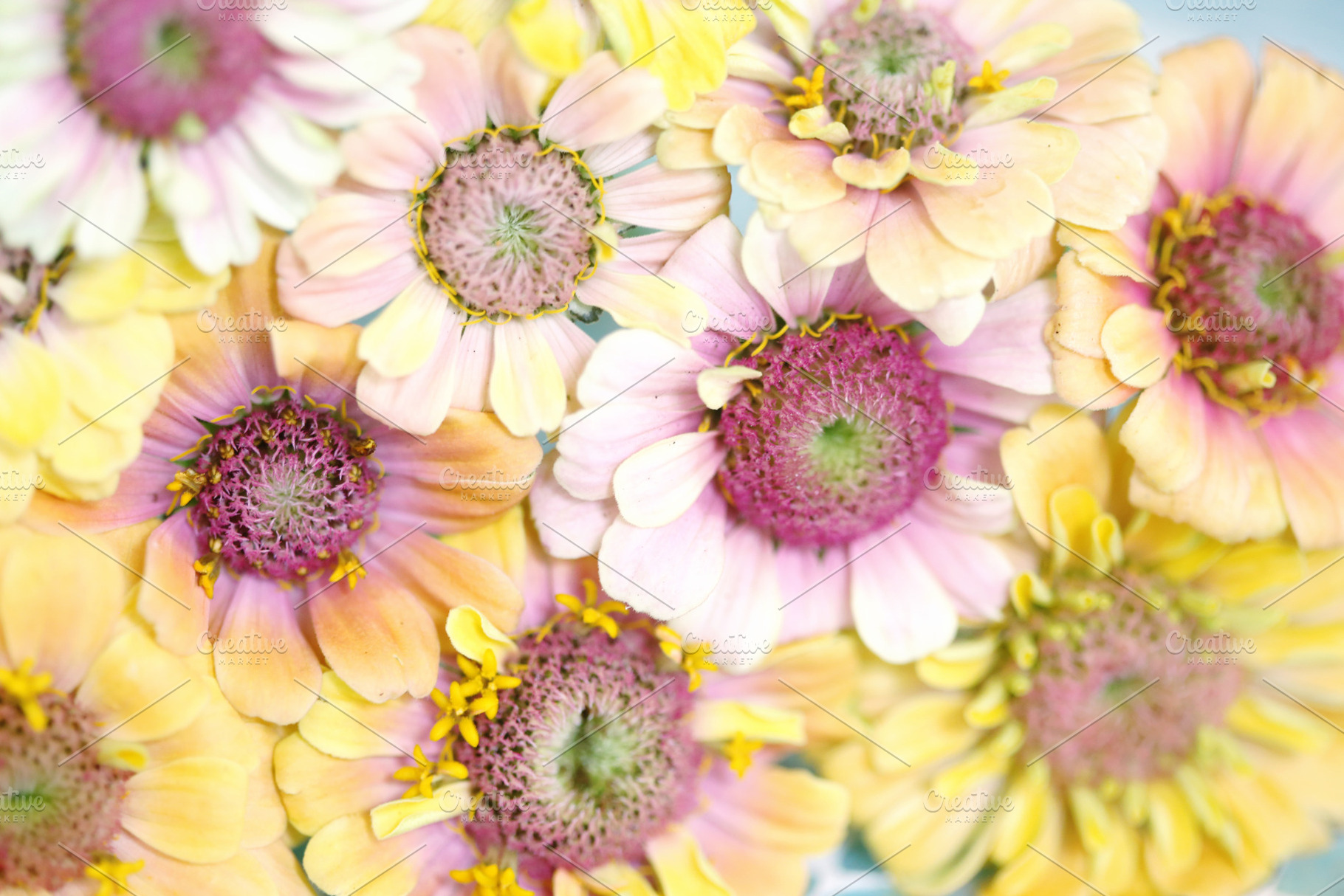 Floret Unicorn Zinnias, a Nature Photo by Grandmillennial Lane