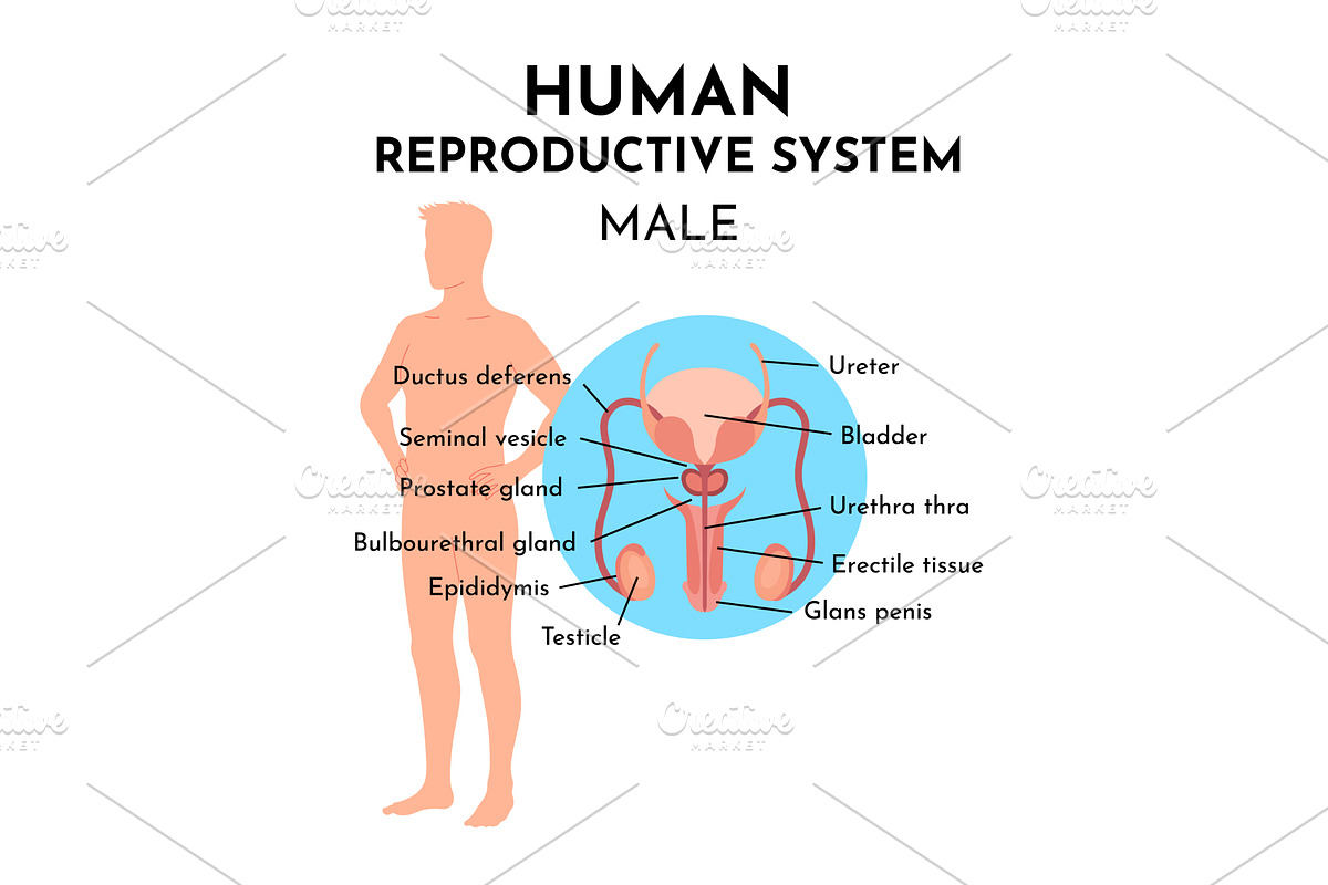 Male reproduction system, an Illustration by Things for designers