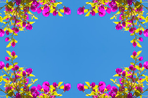 Spring Flower Frame Background, a Background Photo by THP Creative