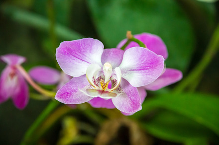 Orchid flower, Phalaenopsis, a Background Photo by GoodGoods