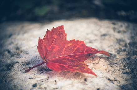 Fallen Maple Leaf on Rock