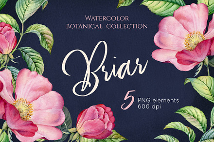 Watercolor Botanical Briar Flowers
