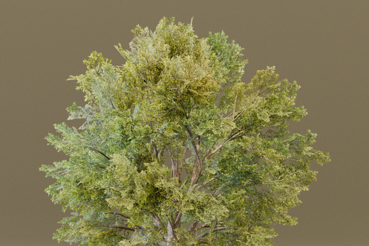 The Siberian Elm Tree, a Plants & Tree 3D Model by FuturePastCreatives (Photo 8 of 8)