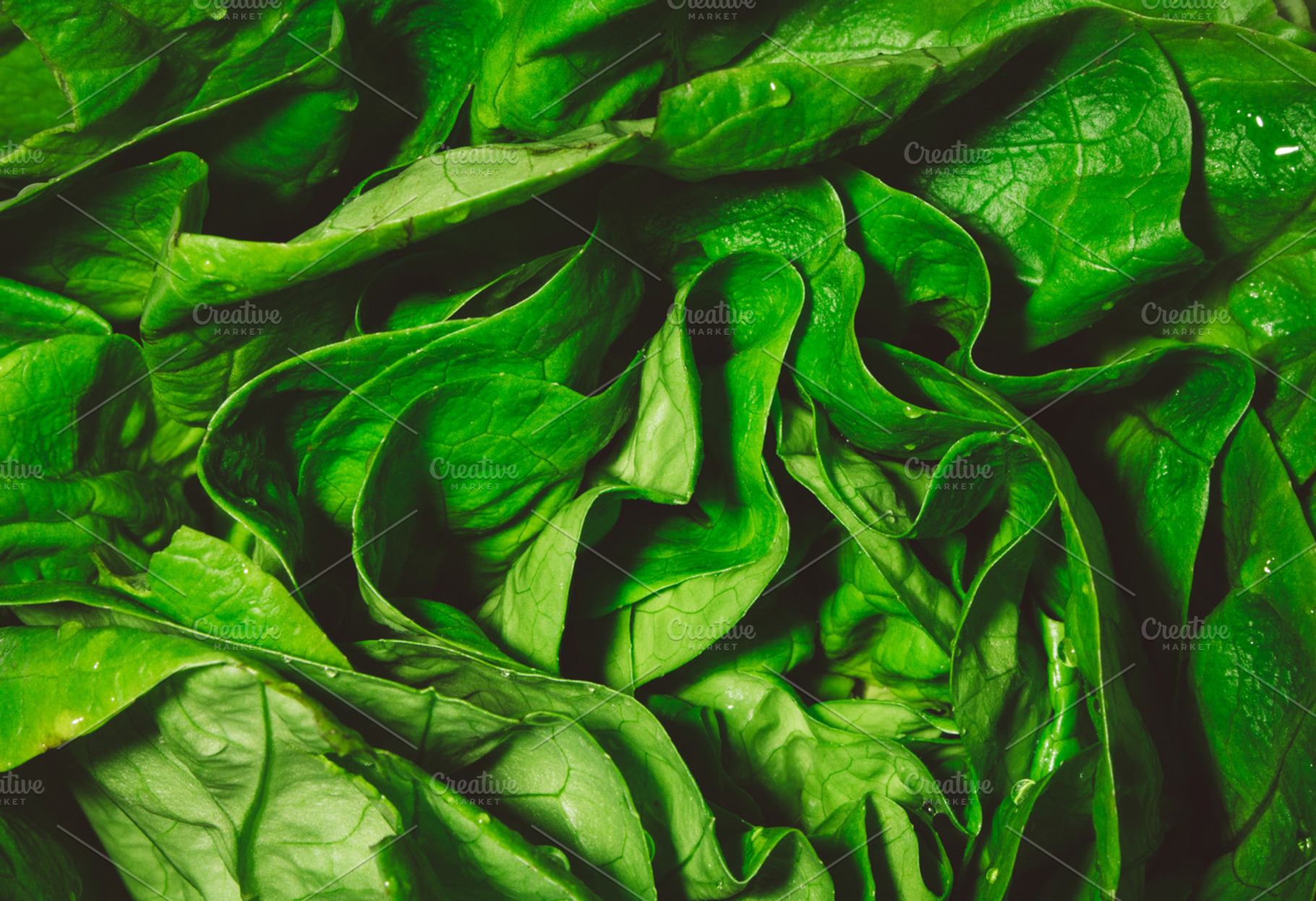 Lettuce stock photo containing background and lettuce, a Food & Drink Photo by Phots.