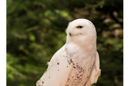 Close up of Snowy Owl against green, an Animal Photo by Backyard Stock