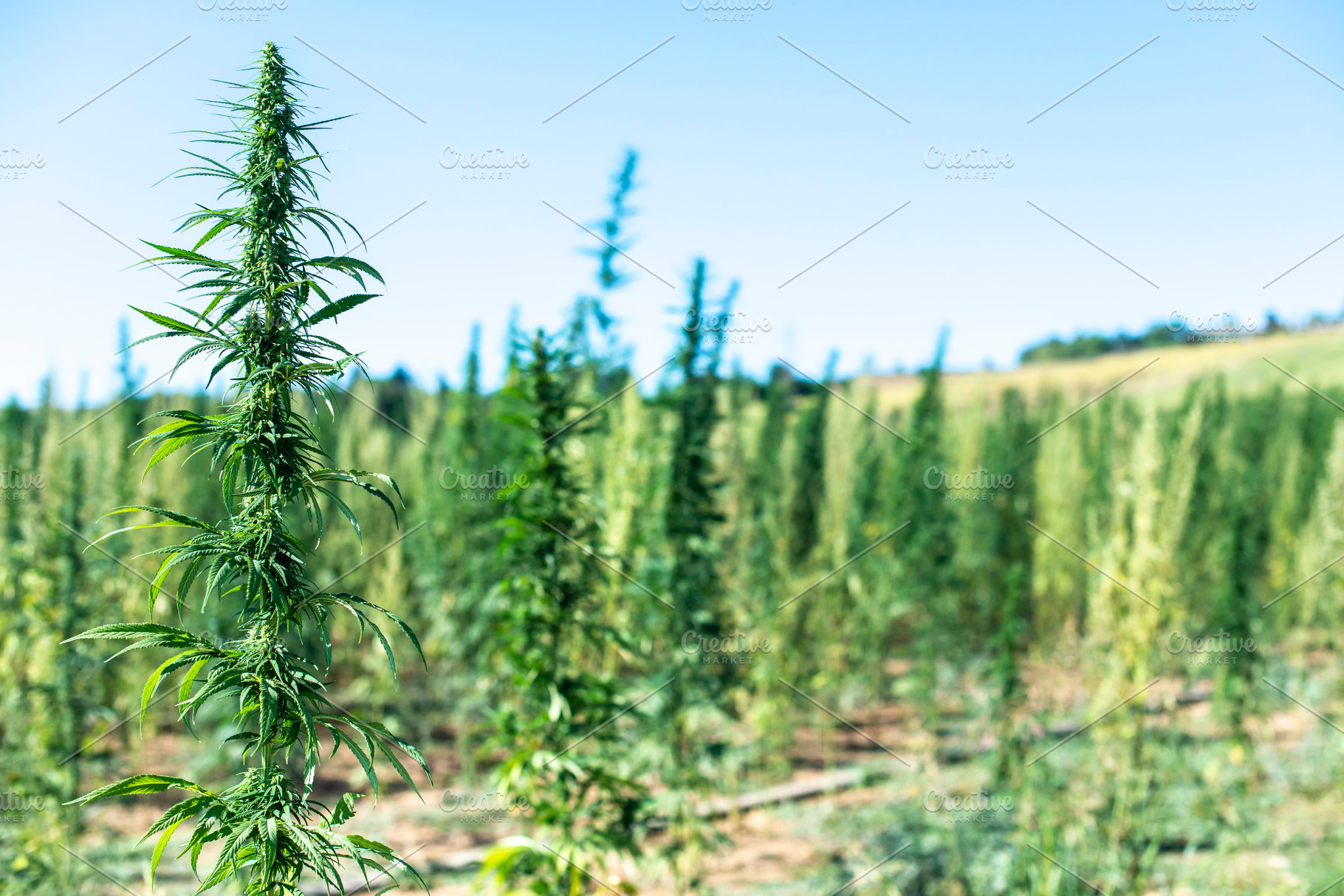 Marijuana farm  growing cannabis sa containing cannabis, plant, and industrial, a Health & Medical Photo by Deyan Georgiev