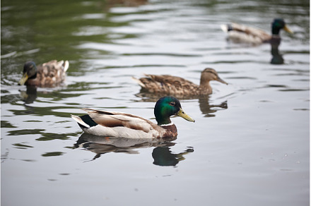Group of wild ducks swimming in the, an Animal Photo by Rohan Photography