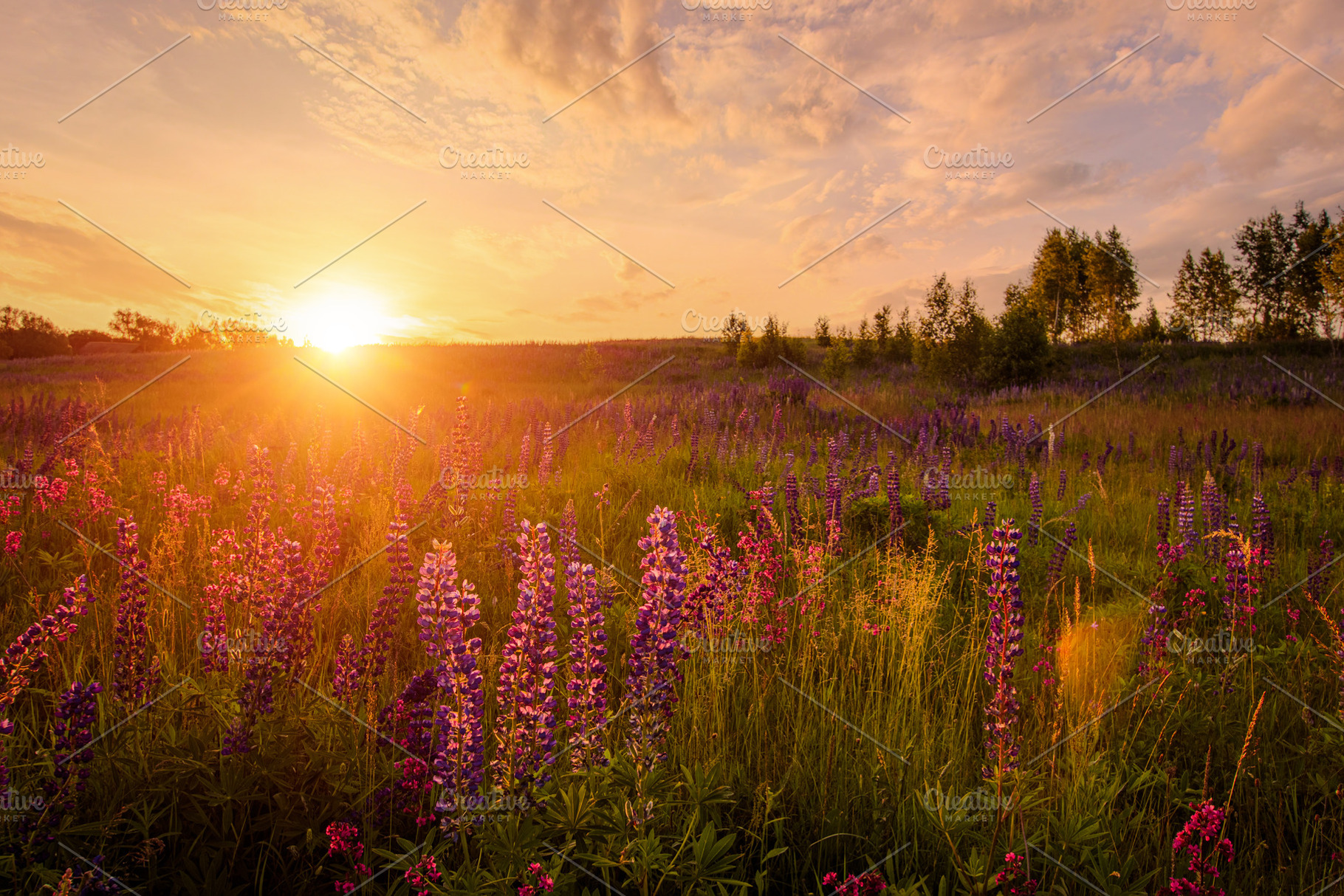 A stunning green field with tall grass and many purple and white, a Nature Photo by Eugene_Photo