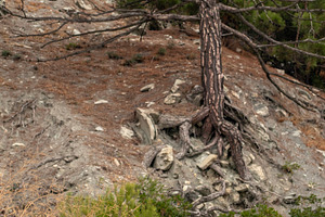 Landscape with pine tree on a rocky, a Nature Photo by Schreibikus