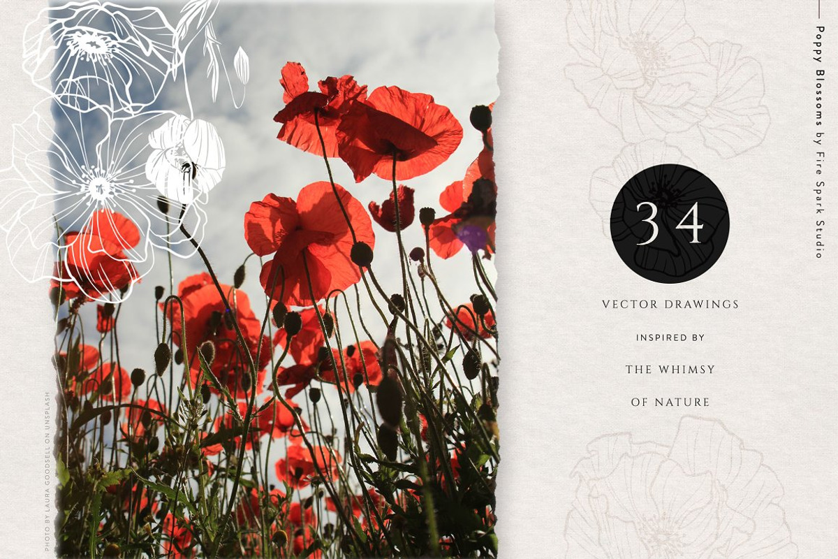 Poppy Blossoms Vector Illustrations, a Texture Illustration by Fire Spark Studio (Photo 2 of 6)