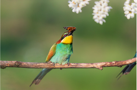 bird of paradise with a butterfly in, an Animal Photo by Pakosta