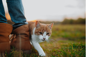 Curious cat walking through autumn, a Nature Photo by HalfPoint