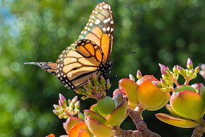 Monarch butterfly on jade plant featuring animalia, arthropoda, and cargentea