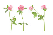 Vector object brushes. Clover, a Brush Add-On by Peolla (Thumbnail 7 of 14)