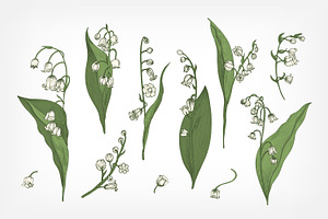 Lily Of The Valley