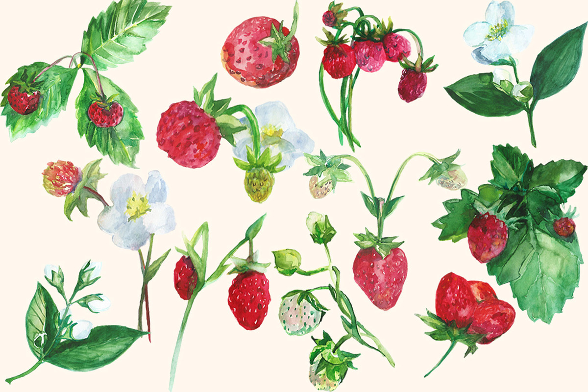 Watercolor Strawberry Clip art, a Food Illustration by DollyPotterson (Photo 2 of 8)