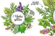 Green spices and herbs templates, a Food Illustration by Primula`s shop (Thumbnail 3 of 4)