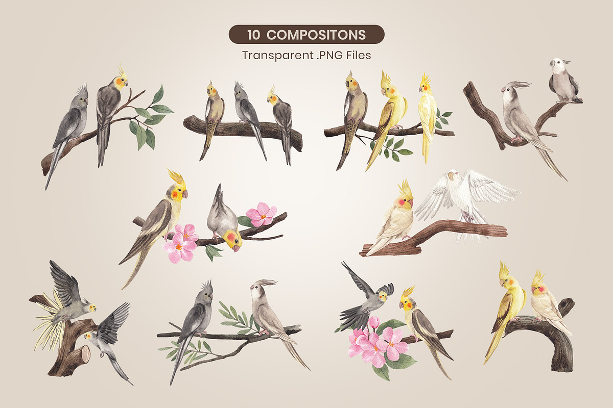 Cockatiel Birds Watercolor, an Animal Illustration by CreativeValuation (Photo 2 of 15)