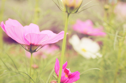 Flower Background Stock Photo Containing Colorful And Flower preview 5