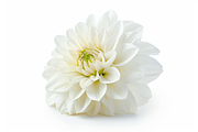 +1700 White background mega bundle, a Wallpaper Photo by Virgo Studio (Thumbnail 9 of 21)