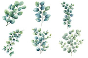 Watercolor Eucalyptus Clipart, an Illustration by Designworld (Thumbnail 2 of 6)