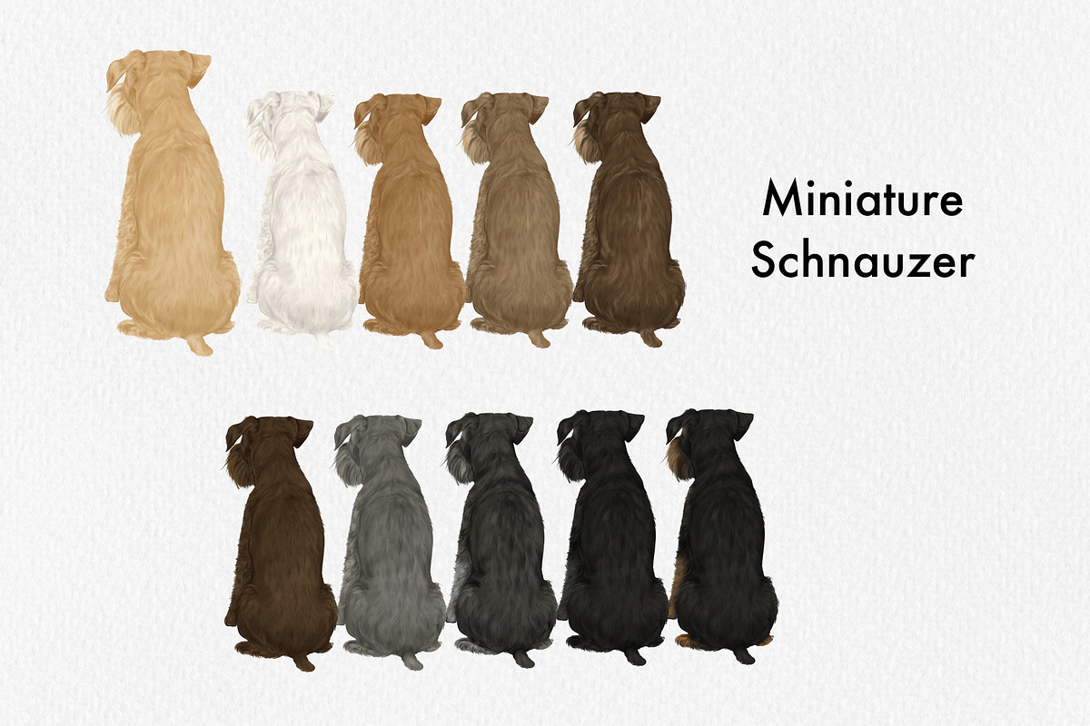 Watercolor Small Dog Breeds Vol 2, an Animal Illustration by ColorfulPT (Photo 4 of 8)