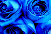 Roses Image Pack, a Texture Graphic by Lago Digital (Thumbnail 2 of 3)
