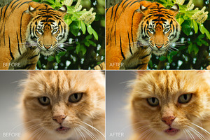 Felines Lr Presets