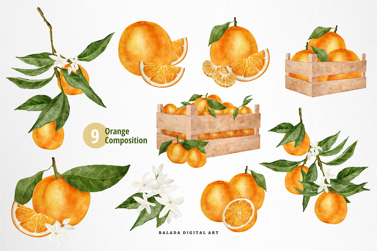 Watercolor Orange Fruit Clipart PNG, a Food Illustration by Balada Digital Art (Photo 2 of 6)