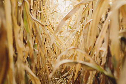 In The Field Iii Stock Photo preview 4
